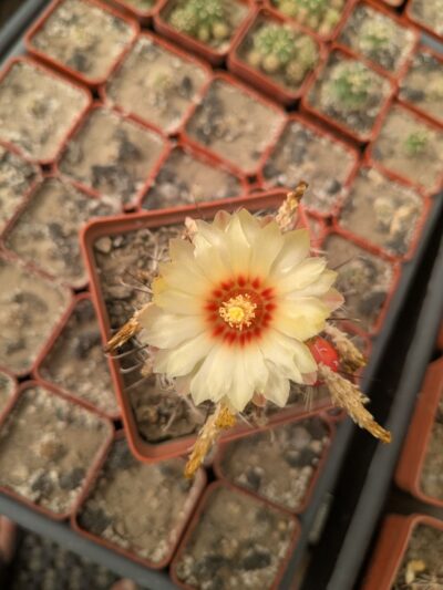 Ferocactus hamatacanthus - Зображення 2