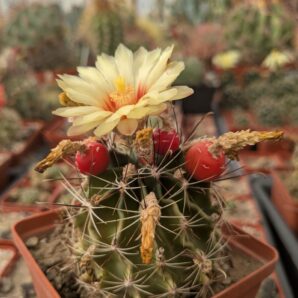 Ferocactus hamatacanthus