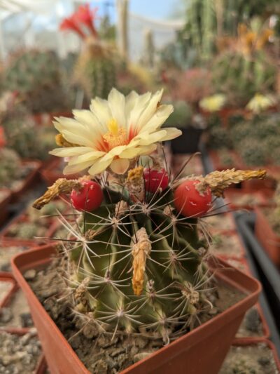 Ferocactus hamatacanthus