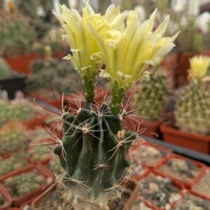 Ferocactus hamatacanthus