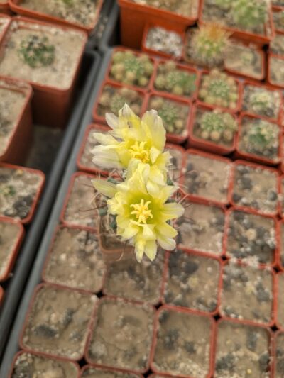 Ferocactus hamatacanthus - Зображення 3