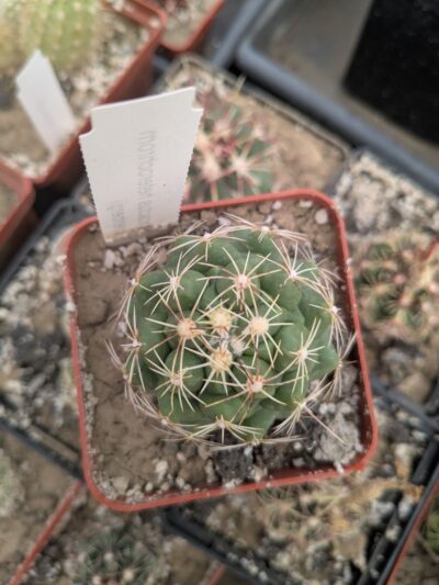 Thelocactus heterochromus v. ehrenbergii - Зображення 2