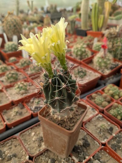 Ferocactus hamatacanthus - Зображення 2