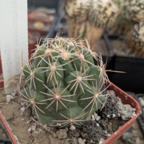 Thelocactus heterochromus v. ehrenbergii