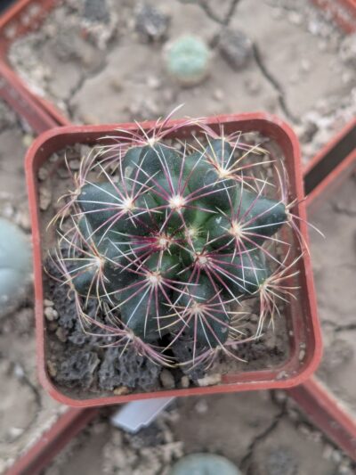 Thelocactus bicolor - Зображення 2