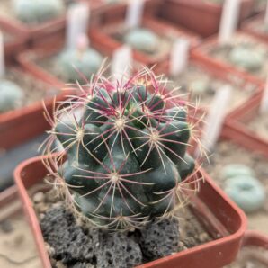 Thelocactus bicolor