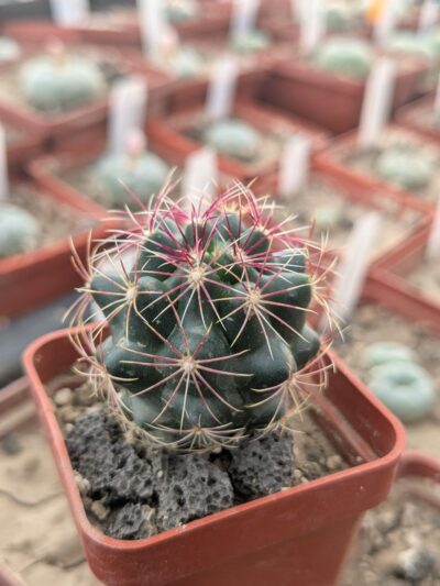 Thelocactus bicolor