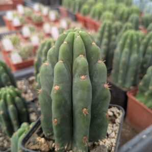 Trichocereus pachanoi