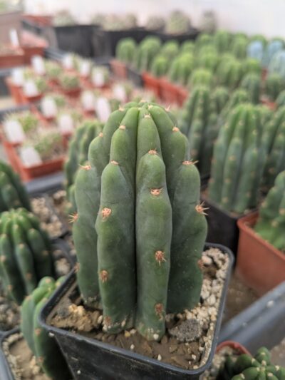 Trichocereus pachanoi