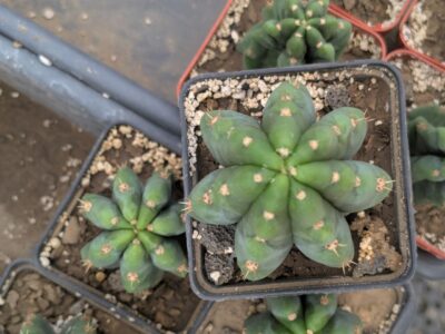 Trichocereus pachanoi - Зображення 2