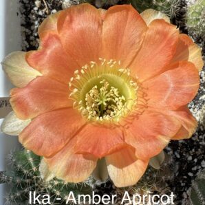 невкорінена маленька діточка Echinopsis Ika - Amber Apricot (власний гібрид), d = 2,0 см, квітка 8см