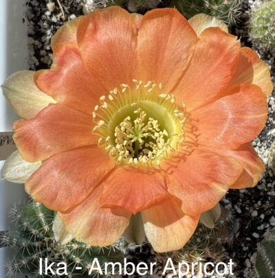 невкорінена маленька діточка Echinopsis Ika - Amber Apricot (власний гібрид), d = 2,0 см, квітка 8см