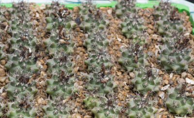 Turbinicarpus swobodae MZ 296 Rayones, NL - Зображення 4