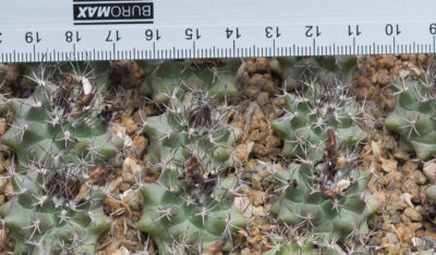 Turbinicarpus swobodae MZ 296 Rayones, NL - Зображення 3