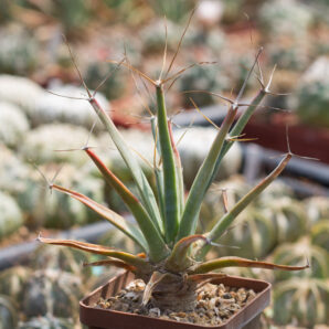 LEUCHTENBERGIA principis, SB566 Hipolito, Coahuila