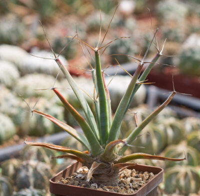 LEUCHTENBERGIA principis, SB566 Hipolito, Coahuila