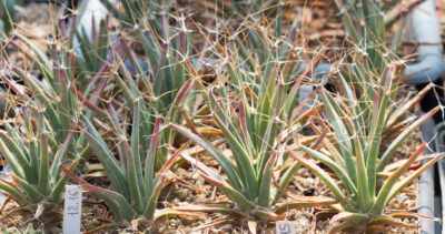 LEUCHTENBERGIA principis, SB566 Hipolito, Coahuila - Зображення 2