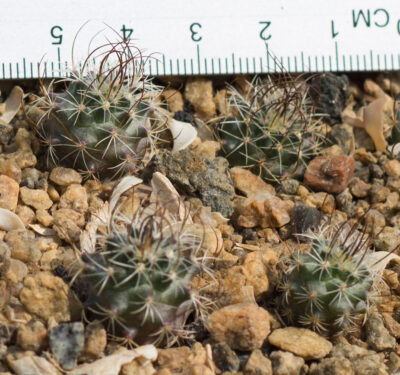 Turbinicarpus graminispinus PP1598 Mier y Noriega, NL - Зображення 3