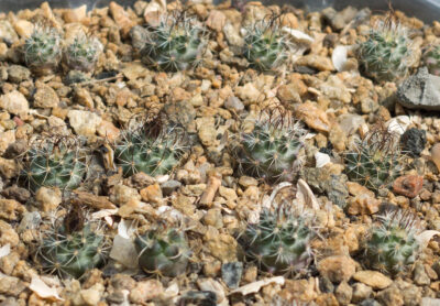 Turbinicarpus graminispinus PP1598 Mier y Noriega, NL - Зображення 2