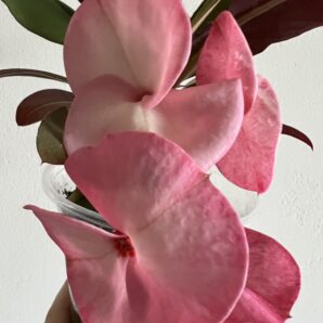 euphorbia крупноквіткова