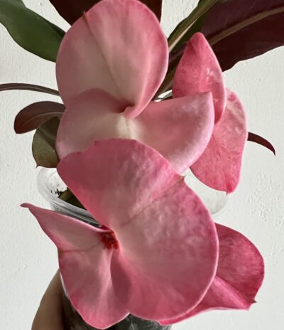 euphorbia крупноквіткова
