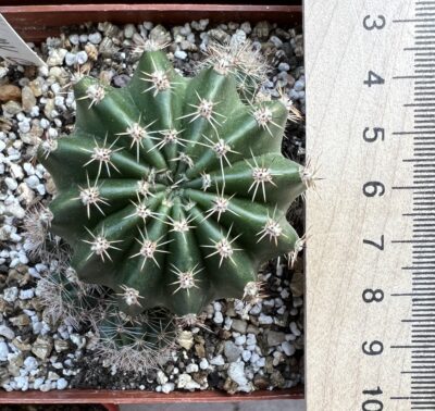 Echinopsis Ika - Funny Chicken (власний гібрид), квітка 9см - Зображення 2