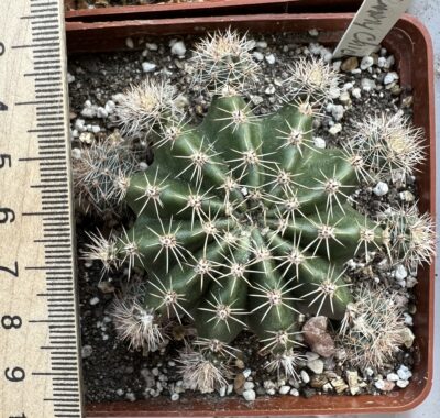 Echinopsis Ika - Funny Chicken (власний гібрид), квітка 9см - Зображення 3