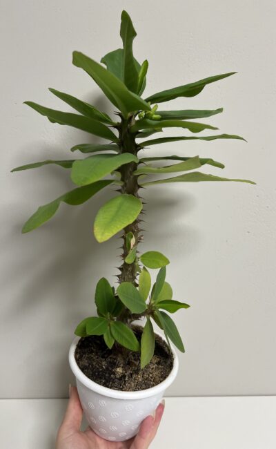 euphorbia крупноквіткова - Зображення 2