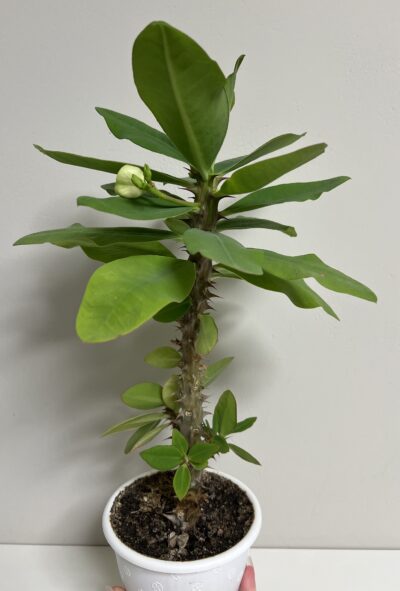 euphorbia крупноквіткова - Зображення 3