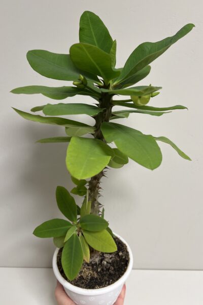 euphorbia крупноквіткова - Зображення 4