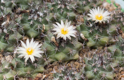 Turbinicarpus swobodae MZ 296 Rayones, NL - Зображення 2