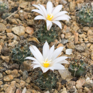 Turbinicarpus graminispinus PP1598 Mier y Noriega, NL | 106