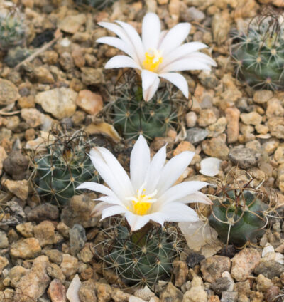 Turbinicarpus graminispinus PP1598 Mier y Noriega, NL