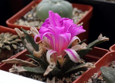 Ariocarpus agavoides - Зображення 2
