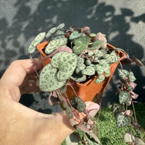 Сeropegia woodii