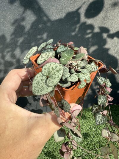 Сeropegia woodii