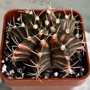 Gymnocalycium mihanovichii hybrid f. variegata