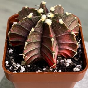 Gymnocalycium mihanovichii hybrid f. variegata