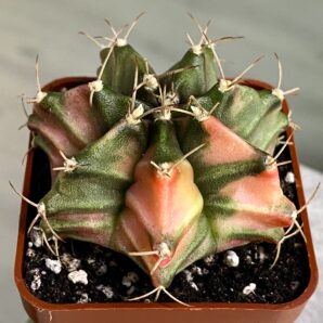 Gymnocalycium mihanovichii hybrid f. variegata