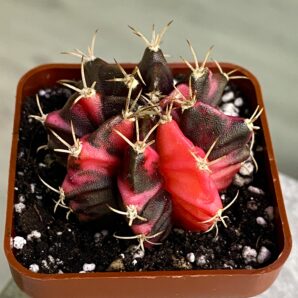 Gymnocalycium mihanovichii hybrid f. variegata