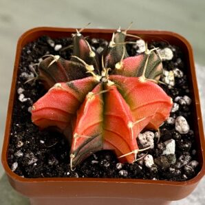 Gymnocalycium mihanovichii hybrid f. variegata