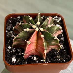 Gymnocalycium mihanovichii hybrid f. variegata