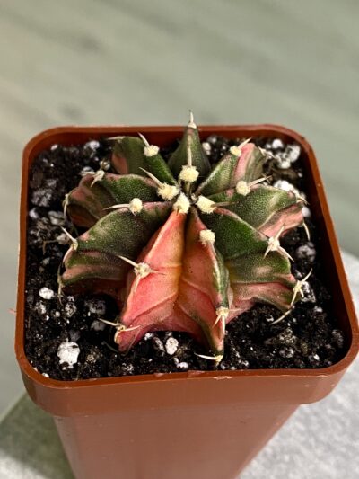 Gymnocalycium mihanovichii hybrid f. variegata