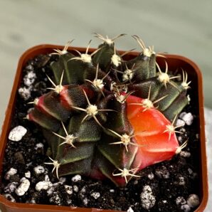 Gymnocalycium mihanovichii hybrid f. variegata
