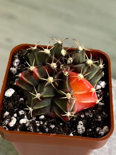 Gymnocalycium mihanovichii hybrid f. variegata