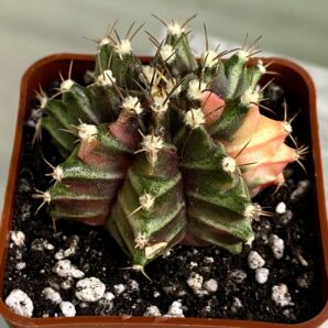 Gymnocalycium mihanovichii hybrid f. variegata