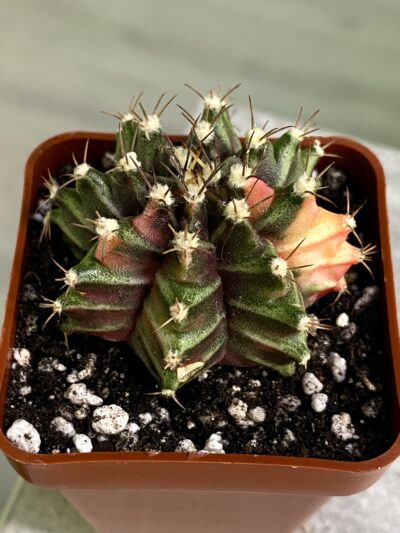 Gymnocalycium mihanovichii hybrid f. variegata