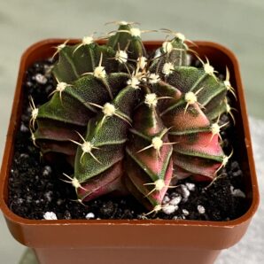 Gymnocalycium mihanovichii hybrid f. variegata
