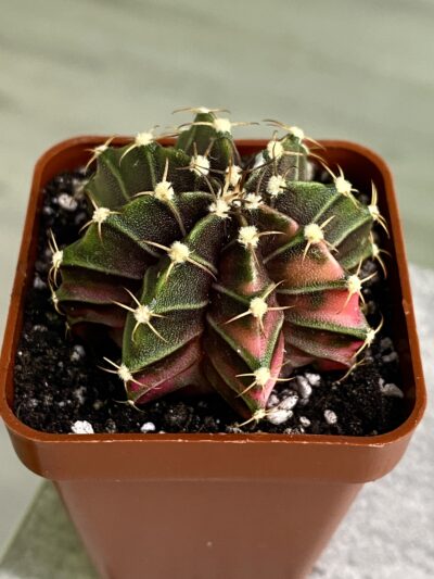 Gymnocalycium mihanovichii hybrid f. variegata