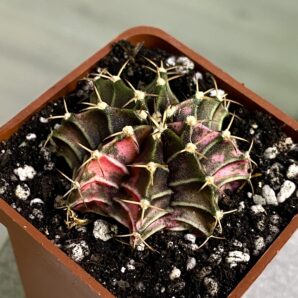 Gymnocalycium mihanovichii hybrid f. variegata